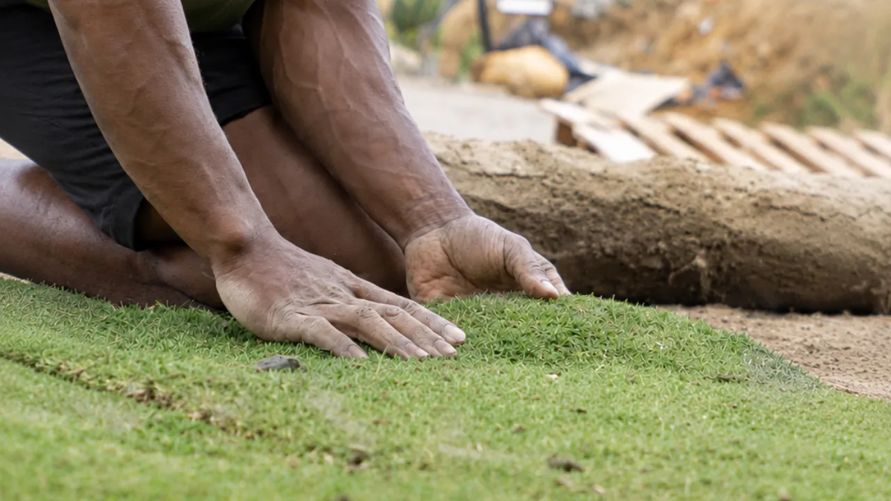Green lawn created with professional sod installation